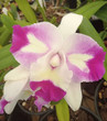 RLC Marl's Magic Chief Satisfaction 'Splash Pink'