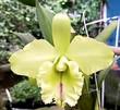 Blc Memoria Helen Brown 'Full Moon'