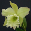 Blc Ruben's Verde 'Lime Sherbert'