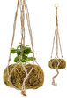 Kokedama Japanese Moss Balls Blond 12cm or 15cm