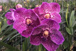 Vanda Pure's Wax 'Pad Hok'