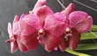 Vanda Dino Dream 'Kao Song'