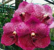 Vanda Oranooch 'Ng Ha'