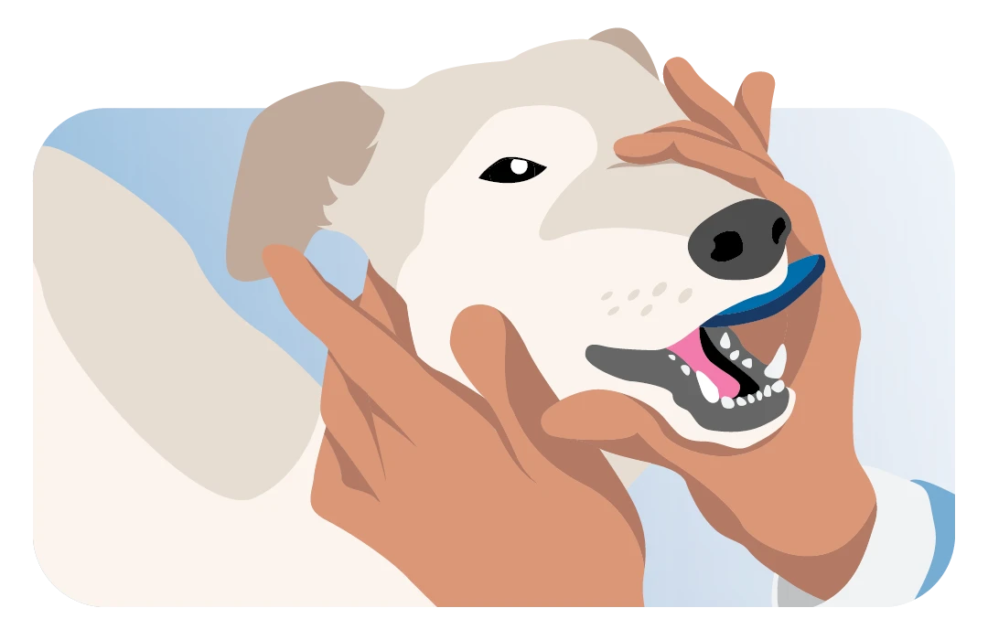 Insert the ALVA mouth opener behind the canines