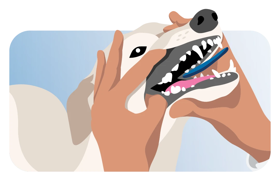 Inspect your pet's mouth for tartar, redness, or other oral issues