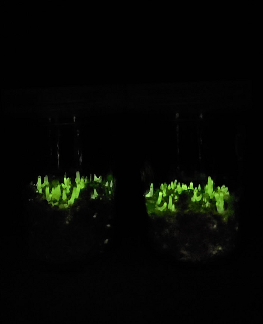 Glow Medium Mushroom Jar Trixis Twisted Wonders 