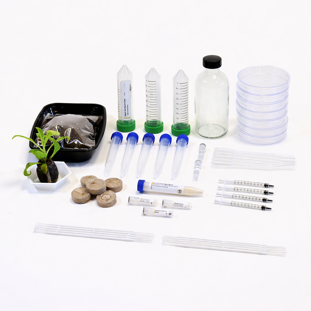 drainageschicht olivenbaum Olivenbaum-Set + Titan 7275 cm Jade