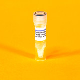 pJE202/pVIB to Create Bioluminescent Bacteria pJE202/pVIB to Create Bioluminescent Bacteria