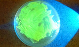 Grow Fluorescent Yeast