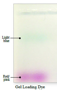 6x Dual Color DNA Loading Dye 6x Dual Color DNA Loading Dye