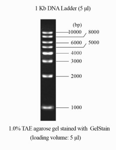 DNA Ladder 1Kb DNA Ladder 1Kb
