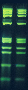 DNA Stain for Gels 10,000x DNA Stain for Gels 10,000x