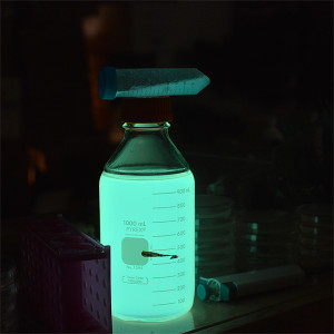 Grow Bioluminescent Bacteria Grow Bioluminescent Bacteria