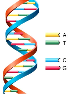 Bacterial 16s rDNA primers for Bacterial identification Bacterial 16s rDNA primers for Bacterial identification