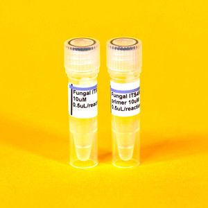 Fungal/Yeast ITS PCR Primers for identification and barcoding Fungal/Yeast ITS PCR Primers for identification and barcoding