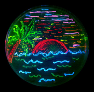 BioArt Microbe Mosaic