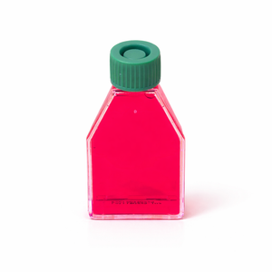 HEK 293 Human Embryonic Kidney Cell Line