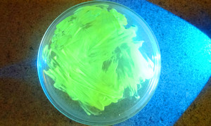 Grow Fluorescent Yeast Grow Fluorescent Yeast