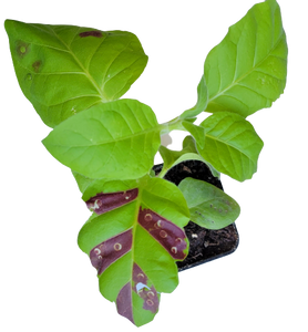 Genetically Modify the Color of Plant Leaves Genetically Modify the Color of Plant Leaves