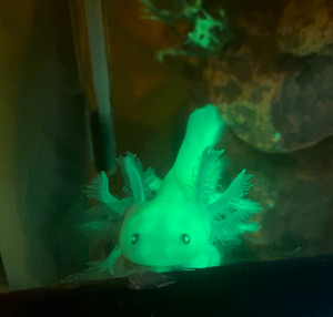 Glowmander - Fluorescent GFP Axolotl