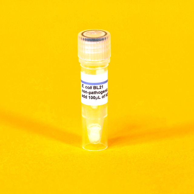 E. coli DH5a - The ODIN