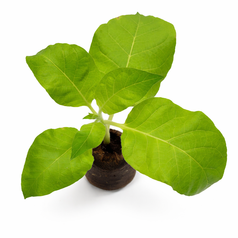 Nicotiana tabacum