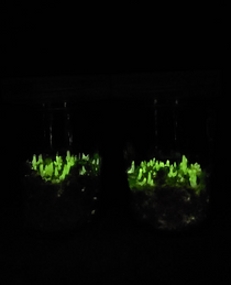 Bioluminescent Mushroom Jar