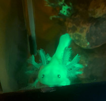 Glowmander - Fluorescent GFP Axolotl