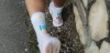 Compressport - Pro Racing Socks v4.0 Run High - Ironman 2026 - L2 - Unisex - White