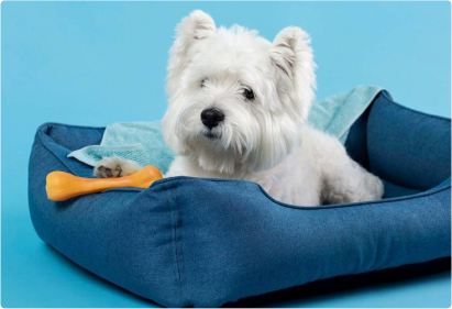 This text is a temporary placeholder and needs to be replaced