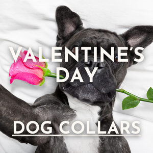 Valentine's Day Dog Collars