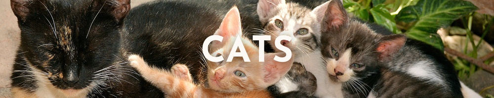 Cat Products Category