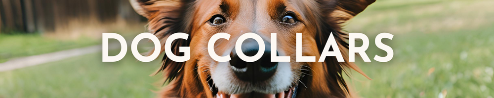 Everyday Dog Collars Category