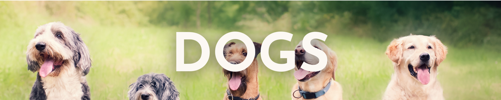 Dog Pet Products Category