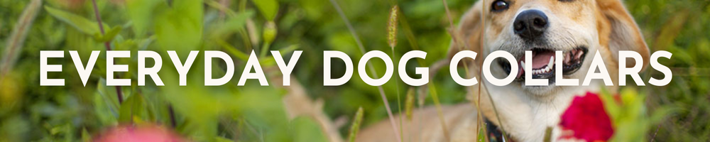 Everyday Dog Collars Category