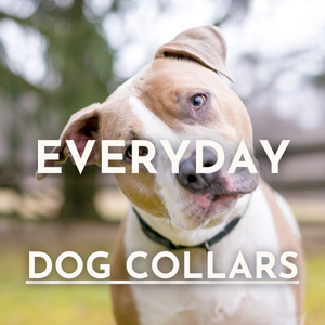 Everyday Dog Collars
