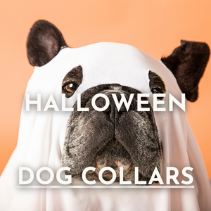 Halloween Dog Collars