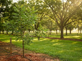 How Fast Do Pecan Trees Grow? A Real Look Inside a Pecan Orchard