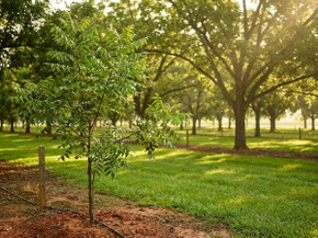 How Fast Do Pecan Trees Grow? A Real Look Inside a Pecan Orchard