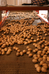 Pecans on Conveyor Belt