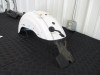 05 Harley Davidson Sportster XL 1200 Custom Rear Fender 59847-04BJG 2005 05 Harley Davidson Sportster XL 1200 Custom Rear Fender 59847-04BJG 2005