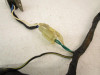 87 Kawasaki KSF 250 Mojave OEM Wiring Harness 26001-1776 1987
