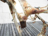 1985 Honda VF 1000R Frame