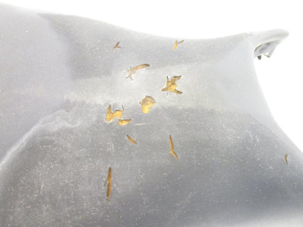 04 Yamaha R6 Seat Pan Foam 5SL-24710-00-00 2003-2005