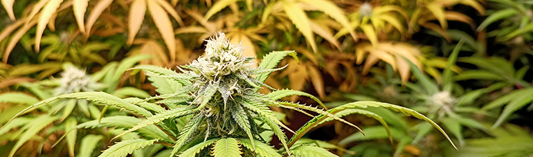 Arizona Becomes the Second Largest in the US Cannabis Market  Arizona Becomes the Second Largest in the US Cannabis Market