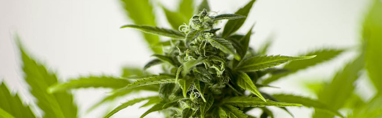 Los Angeles Cannabis Licensing Regulations 2020