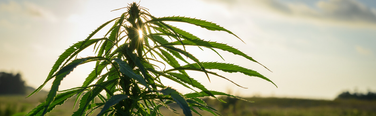 California Cannabis Appellation Program