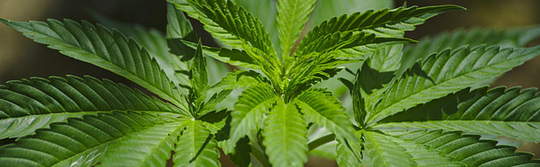 Massachusetts Cannabis Label & Packaging Requirements