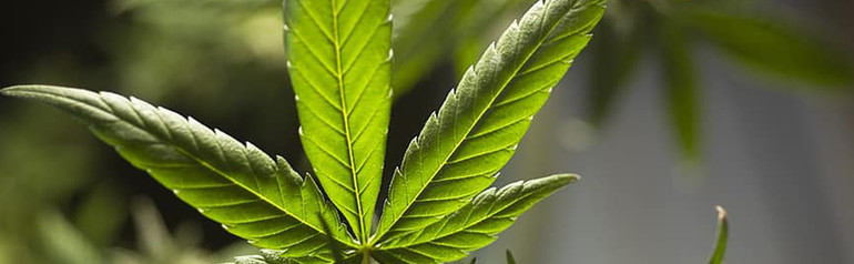 Maine Cannabis Label & Packaging Requirements