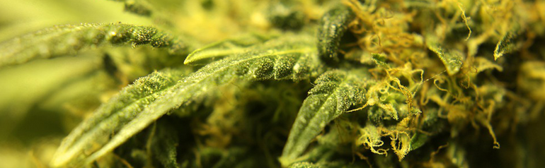 Washington D.C. Cannabis Label & Packaging Requirements